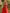 Midikleid aus mehrlagigem Mesh in Orange-Rot mit tiefem V-Ausschnitt und rückenfreiem Design