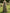 Olive Green Off Shoulder Rose Print Chiffon With Slits Maxi Dress