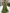 Olive Green White Polka Dot Deep Plunge Halter Pleated Chiffon Maxi Dress