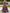 Deep Purple Chiffon Printed Deep V-Neck Maxi Dress