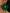 3D-blommor örhängen