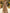 Robe longue en tulle à col mandarin, dentelle et sequins dorés Champagne