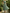 Sage Green Round Neck Beaded Leaf Tulle Midi Dress