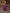 Rose Red Wedding Evening Party Satin Printed Midi Dress